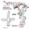 tRNA.jpg
