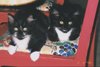 apairoftuxedokittys8189175.jpg