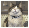 oscar.gif