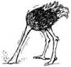 ostrich.jpg