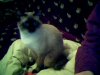 Mishmish-2.jpg