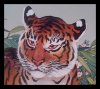tiger_cu.jpeg