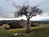 Glastonbury thorn.jpg