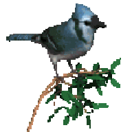 BluejayWay