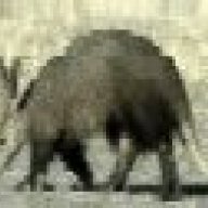 Aardvark01