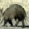 Aardvark01