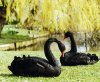 black-swans.jpg
