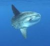 mola mola.jpeg