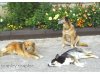 the dogs.jpg