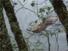 beaver2.jpg