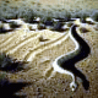 ~ sidewinder ~